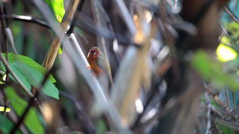 Beautiful active cute bird, Rufous piculet (Sasia abnormis), angle view, side shot, sitting in tangled undergrowths, vines and tall grasses in tropical forest, the Southern of Thailand  