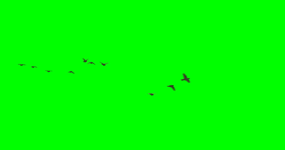 Three options of a flock of birds (sparrows) flying or swooping across the frame, with green background.