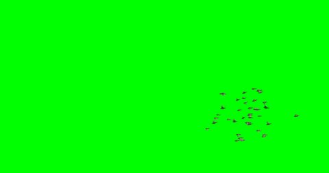 A flock of birds (sparrows) flying together around the frame for 20 seconds, on a green background.