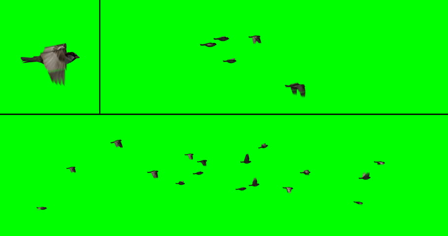 Flock of sparrows in flight for compositing onto your footage. Includes two flock options with 5 or 17 birds, on a green background. Also includes an individual sparrow flying in place.