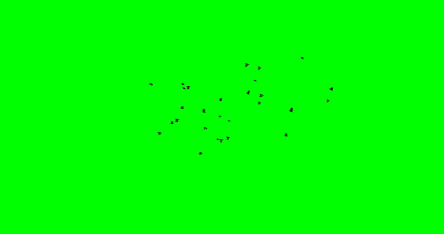 Four options of startled crows taking flight and flying away off-screen, with green background. Each flock differs in number of birds and how they fly away. 