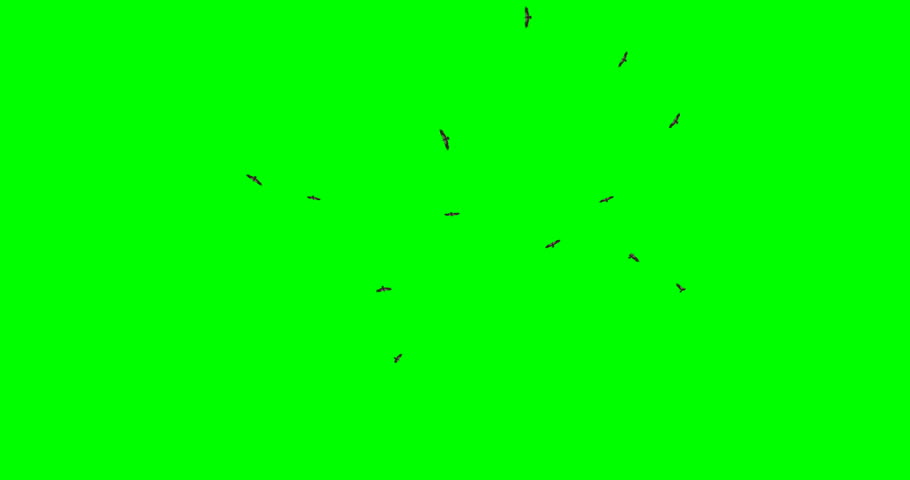 Flock of vultures flying circles in the sky. Includes a low angle and a profile view, on a green background.