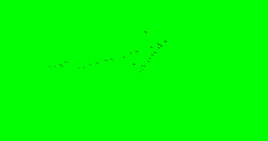 A flock of canada geese flying in v-formation, starting in the distance and flying over the camera, with green background. 