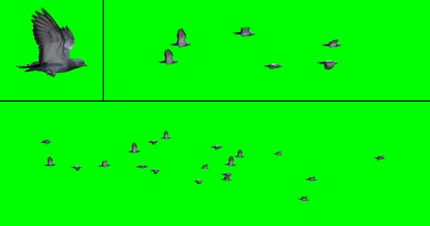 Flock of pigeons in flight for compositing onto your footage. Includes two flock options with 6 or 20 birds, on a green background. Also includes an individual pigeon flying in place.