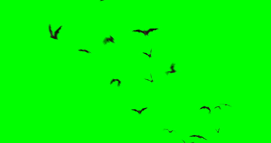 Animation with a colony of bats flying across frame and toward the camera, on a green background.