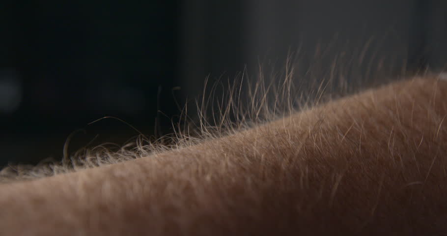 arm hair rising slow motion emotional Stock Footage Video (100% Royalty ...