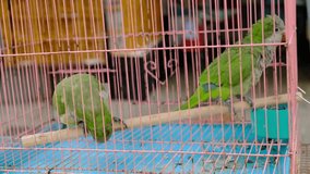 Parrots in the cage video with sound
