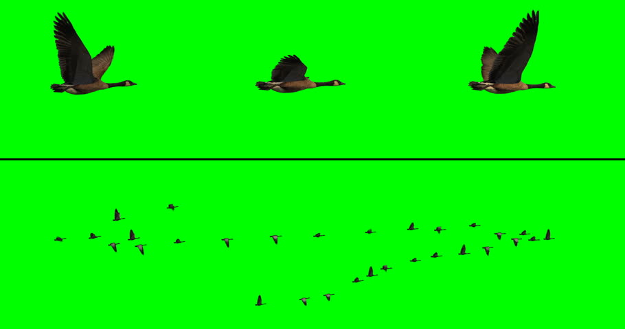 Flock of canada geese flying in a v-formation on a green background for compositing onto your footage. Includes three individual geese at different angles, for creating your own flock.