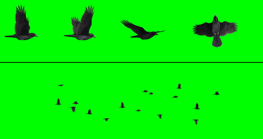 Flock of 16 crows or ravens on a green background for compositing onto your footage. Includes four individual birds at different angles, for creating your own flocks. 