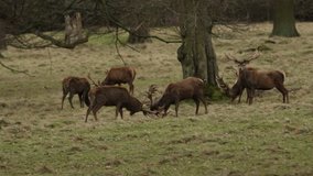 Two fighting Red Deer stag (Cervus elaphus). They are testing out the strength of each other.