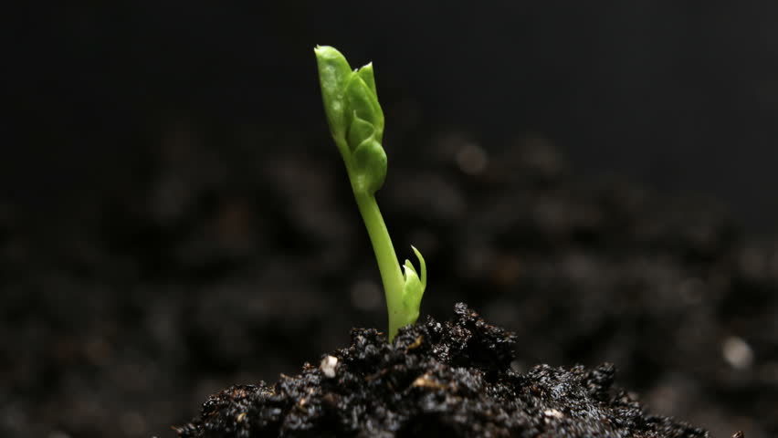 Germinating Pea Bean Seed Growing in Ground Timelapse | Shutterstock HD Video #1007553904