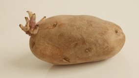 Tubers growing over potato slow pan 4K 2160p 30fps UltraHD footage - Organic Solanum tuberosum vegetable on white 3840X2160 UHD panning video
