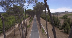4K summer day aerial video view of Western Cape's Stellenbosch wine estates area, Neethlingshof's ancient cedar-lined driveway lane, grape plantations in the background near Cape Town, South Africa