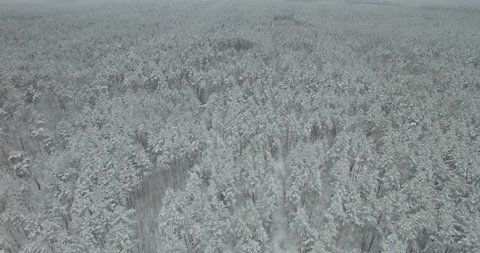 Aerial Top Down View Of The Forest In Winter Landscape. Drone Flying Over Pine In Winter Forest Top Down Covered With Snow.White Trees With Snow In Cold Frozen December.Tall Pine From Above In Wood