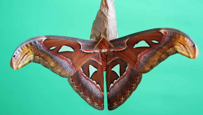 Attacus atlas (Atlas moth) freshly emerged from his cocoon