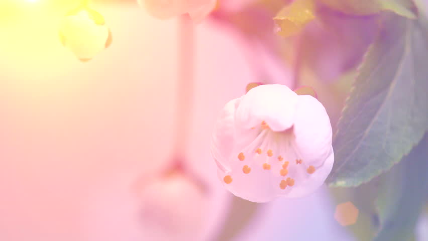 Beautiful Spring Cherry tree flowers blossom timelapse, extreme close up. Time lapse of Easter fresh pink blossoming apricot closeup. Soft focus. 4K UHD video 3840X2160  Royalty-Free Stock Footage #1007589133