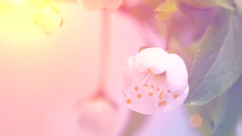 Beautiful Spring Cherry tree flowers blossom timelapse, extreme close up. Time lapse of Easter fresh pink blossoming apricot closeup. Soft focus. 4K UHD video 3840X2160 