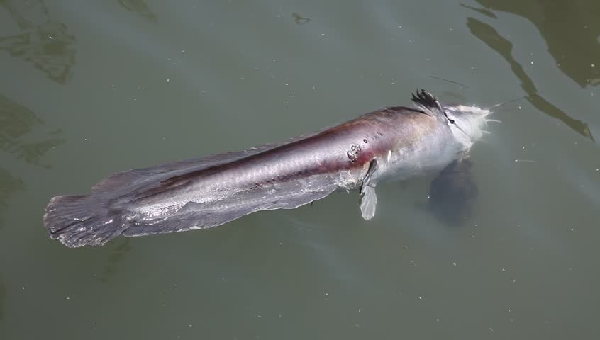 A sweetwater turtle eating a dead floating bloated catfish from below, died from pollution, contamination, hot weather, low water, heat