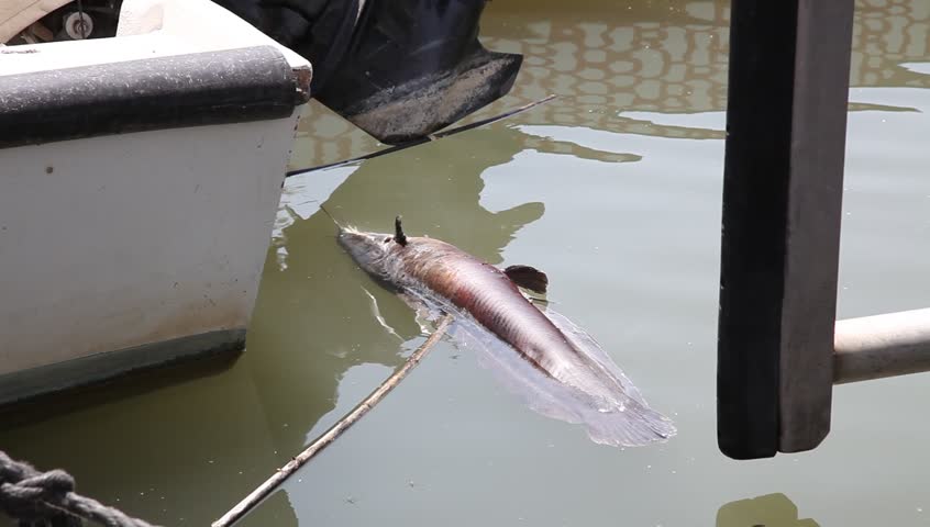 Dead catfish, died from pollution, contamination, hot weather, low water, heat, floating bloated near a boat