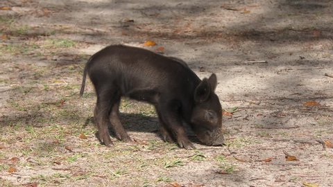 wild  piglet in Florida wetlands
