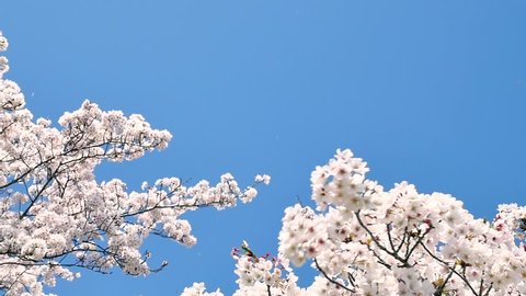landscape of the cherry blossom