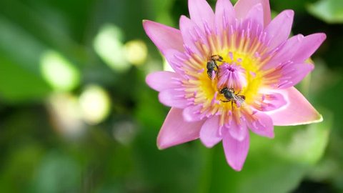 Closeup of colorful blooming pink-yellow lotus and the bees collecting its nectar pollen, on a blurry green lotus leaves background
