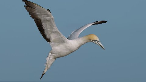 Gannet coming in to land at Point Danger gannet colony, Australia.