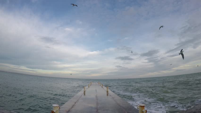 seagulls on the background of the sea
