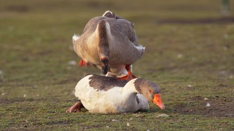 Goose sex female