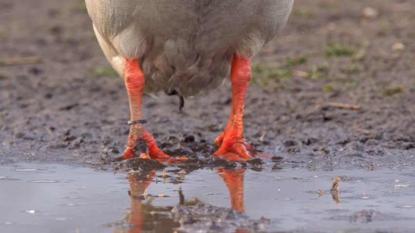 Indian runner duck filtering water