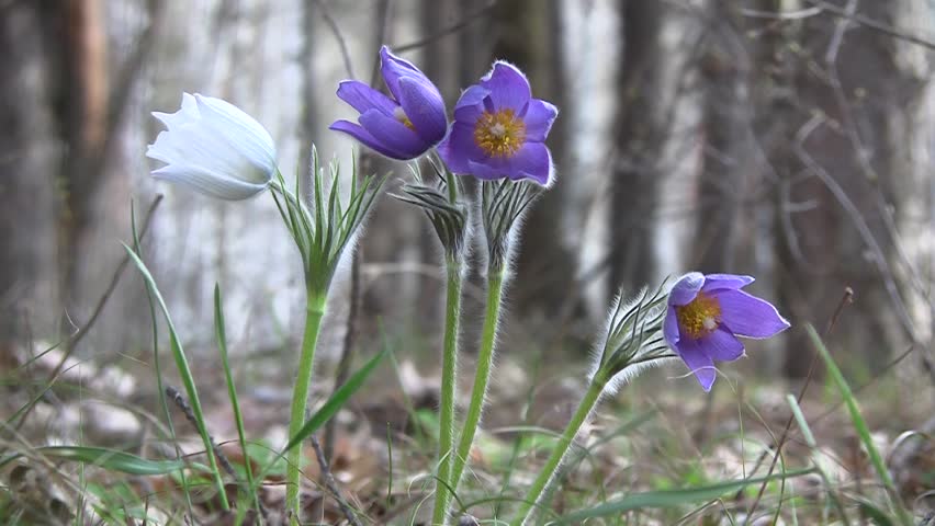 Anemone Pulsatilla С†РІРµС‚РѕРє