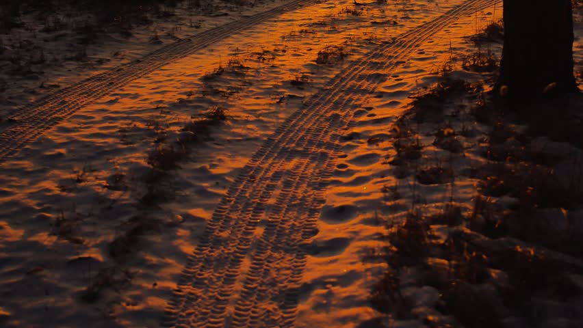 Snowy road in the winter coniferous forest