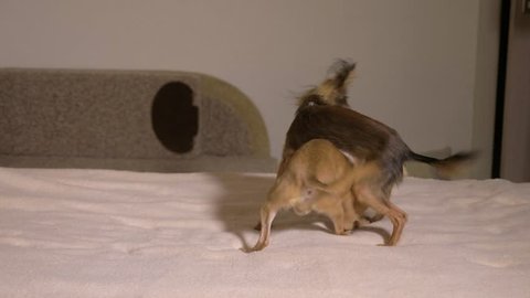 Two male toy terrer play sex game. Humping dog. Humpy toy terrier. The one male tries to dominate the other.