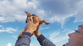 Dog Toy Terrier throws up into the sky. A woman throws a favorite pet in her hands. Shooting slow motion 180 fps. The dog funny and cheerfully gnaws gently at his mother.