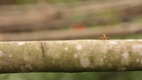 Red ant walking across a tree branch with a blurred background, high definition movie clip.