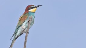 European Bee-eater perched on a stick and looking around with clean blue sky background on a sunny summer day.Flat video for editing.