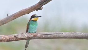 European Bee-eater perched on a branch and looking around with soft blue sky and green trees background on a sunny summer day.Flat video for editing.