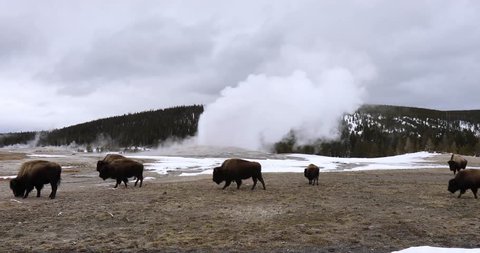 Herd or obstinacy of American Bison, or buffalo, grazing around erupting Old Faithful geyser in Yellowstone National Park, Wyoming in winter.