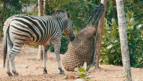 Zebra eats hay in the zoo