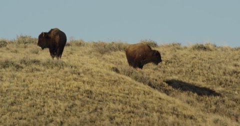 Golden light on bison on breezy prairie ridge