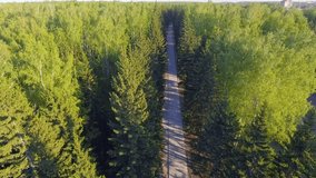 Panoramic Aerial view on forest. Road from above. Video taken using drone. Top view on Trees. Way among trees