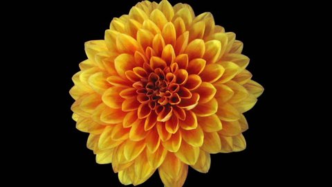 Time-lapse of growing and opening orange dahlia (georgine) flower 7b3 in RGB + ALPHA matte format isolated on black background