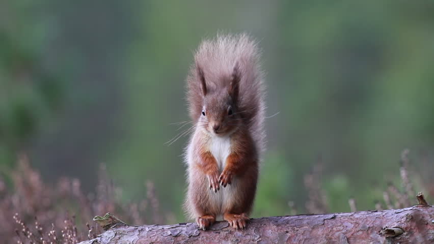 Red squirrel, Sciurus Vulgaris, sitting and walking along pine branch near heather in the forests of cairngorms national, scotland Royalty-Free Stock Footage #1007639806