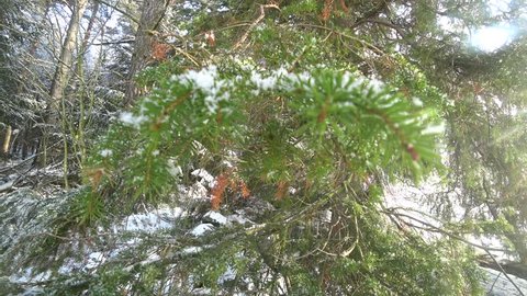 Pine Trees and Snowing in the Forest