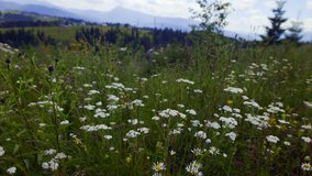 Mountain meadow plants fluttering on wind in a summer overcast, sliding video