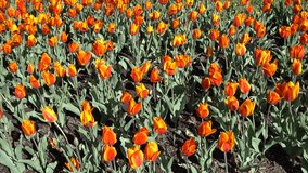 Colorful orange tulips on a meadow at spring sunny day, 4K ultra hd video clip