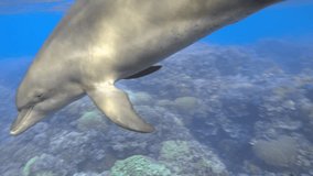 Mother bottlenose dolphin plays with baby in the sea undwerwater, 4K ultra hd video footage