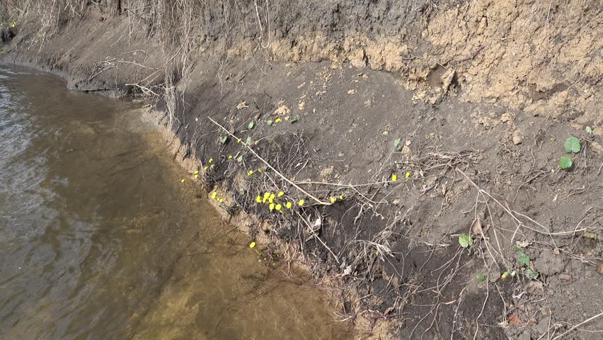Coltsfoot flowers on the spring riverside, 4K ultra hd 2160p video footage