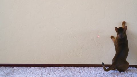 Funny abyssinian cat chasing red dot laser pointer on the wall. Master playing with cat