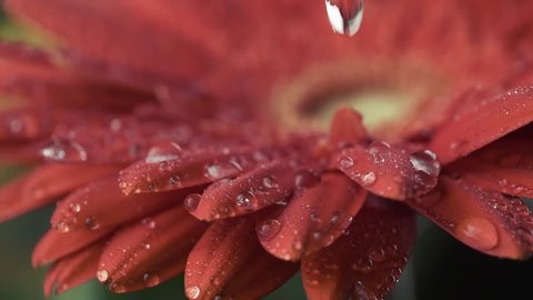 Macro shot of red daisy-gerbera flower with water drops. Dew drops falling on flower petals